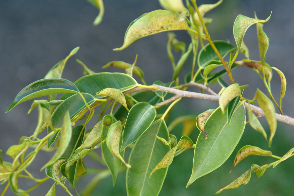Trips bij ficus