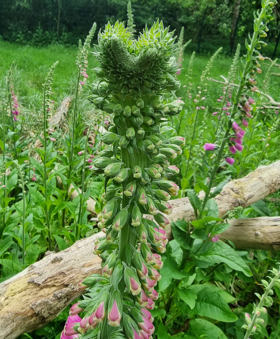 Cristaatvorming bij vingerhoedskruid (Digitalis)