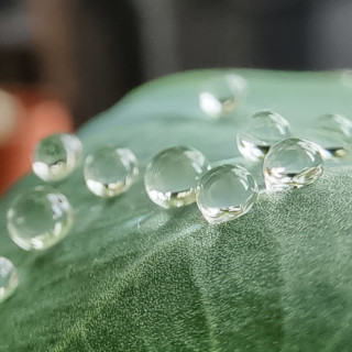 Waterafstotende planten