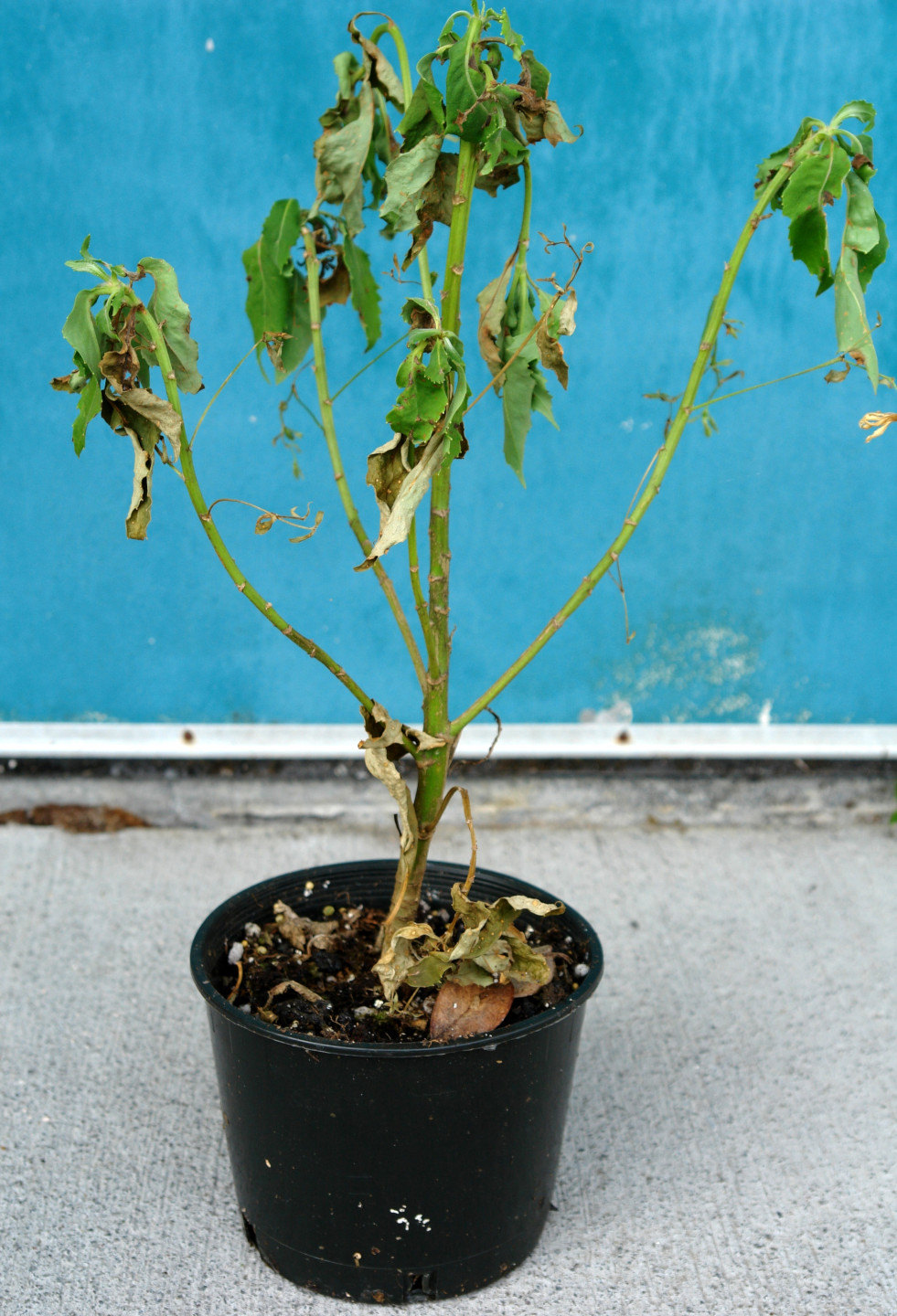Verwelkte plant door wortelrot