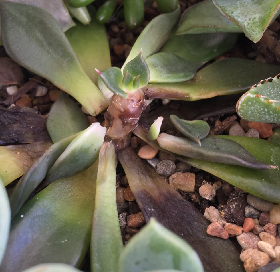 Wortelrot bij echeveria