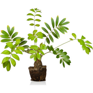 Zamia