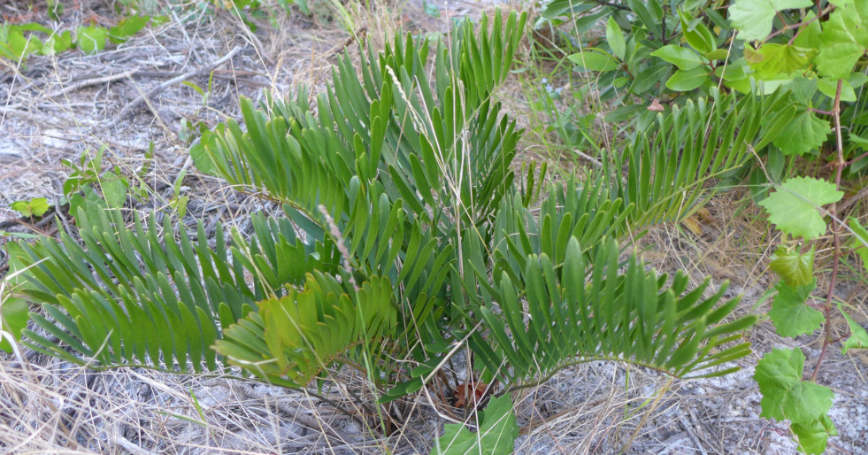 Zamia integrifolia