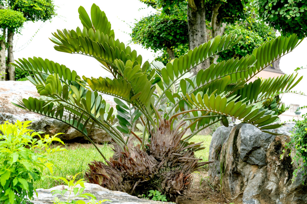 Zamia 2