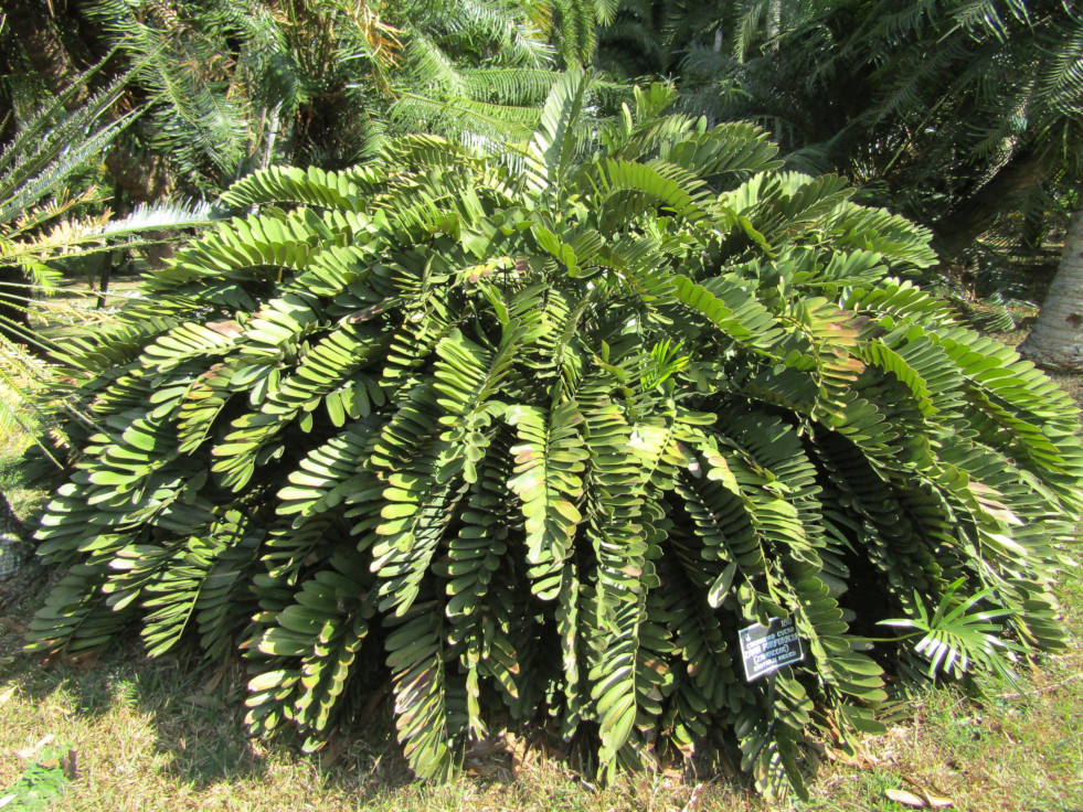 Zamia in Sri Lanka